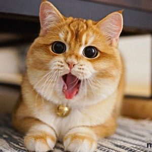 Lưới An Toàn Chống Mèo 11 meo3