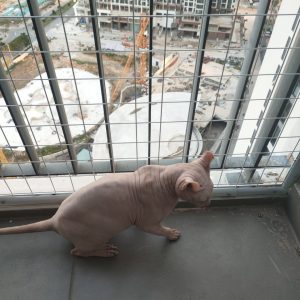 Lưới An Toàn Chống Mèo 12 meo9